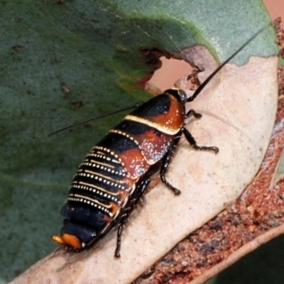 Ellipsidion australe (Austral Ellipsidion cockroach) at Lyneham, ACT - 11 Nov 2017 by PeteWoodall