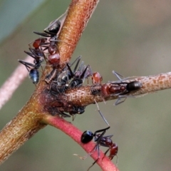 Iridomyrmex purpureus (Meat Ant) at Lyneham, ACT - 11 Nov 2017 by PeteWoodall