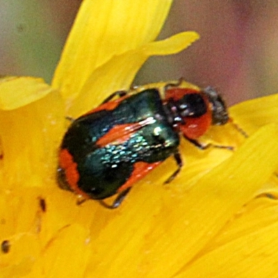 Dicranolaius villosus (Melyrid flower beetle) at O'Connor, ACT - 11 Nov 2017 by PeteWoodall