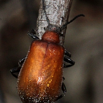 Ecnolagria grandis (Honeybrown beetle) at O'Connor, ACT - 11 Nov 2017 by PeteWoodall