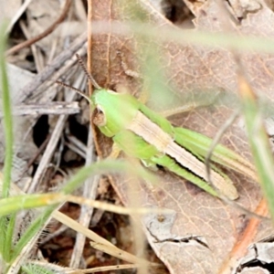 Praxibulus sp. (genus) at O'Connor, ACT - 12 Nov 2017