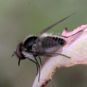 Geron sp. (genus) at O'Connor, ACT - 12 Nov 2017 09:50 AM