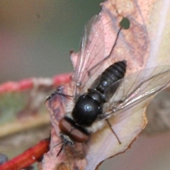 Geron sp. (genus) at O'Connor, ACT - 12 Nov 2017 09:50 AM