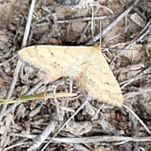 Scopula rubraria at O'Connor, ACT - 12 Nov 2017