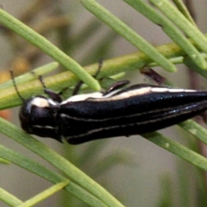 Agrilus hypoleucus at Lyneham, ACT - 12 Nov 2017 09:56 AM