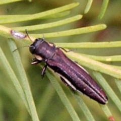 Agrilus hypoleucus at Lyneham, ACT - 12 Nov 2017 09:56 AM