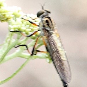 Cerdistus sp. (genus) at O'Connor, ACT - 12 Nov 2017