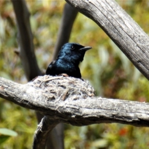 Myiagra cyanoleuca at Bolaro, NSW - 3 Jan 2018 09:29 AM