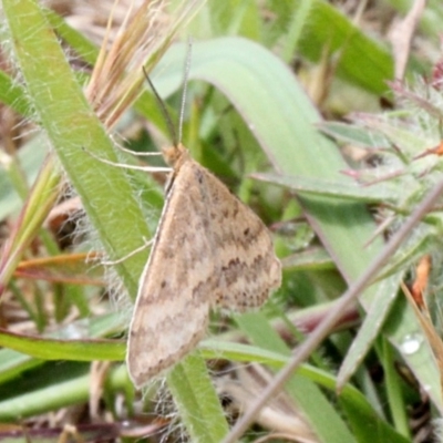 Scopula rubraria (Reddish Wave, Plantain Moth) at O'Connor, ACT - 11 Nov 2017 by PeteWoodall