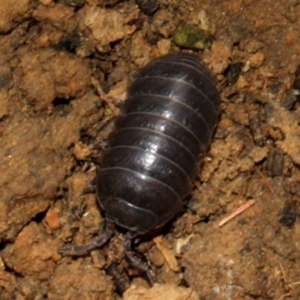 Armadillidium vulgare at Lyneham, ACT - 12 Nov 2017