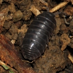 Armadillidium vulgare at Lyneham, ACT - 12 Nov 2017