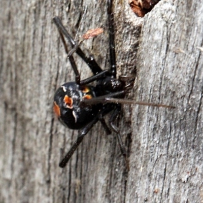Latrodectus hasselti (Redback Spider) at Lyneham, ACT - 11 Nov 2017 by PeteWoodall