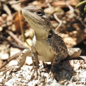 Amphibolurus muricatus at Paddys River, ACT - 16 Jan 2018