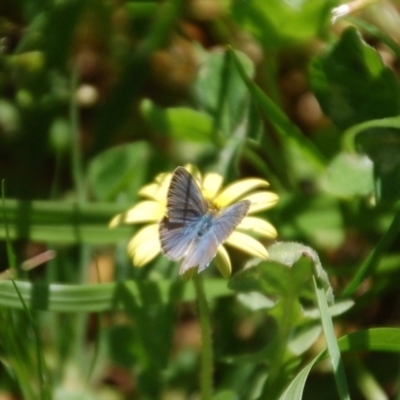 Zizina otis (Common Grass-Blue) at Aranda, ACT - 30 Oct 2016 by KMcCue