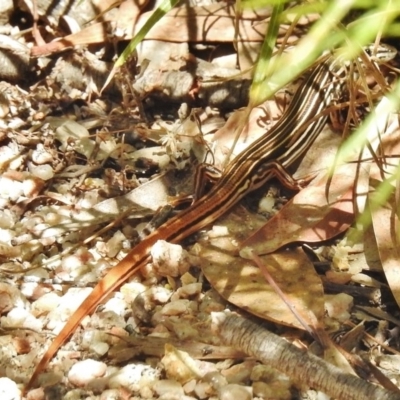 Ctenotus taeniolatus (Copper-tailed Skink) at Paddys River, ACT - 16 Jan 2018 by JohnBundock