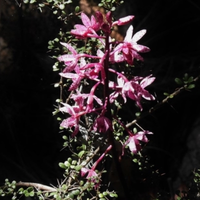 Dipodium punctatum (Blotched Hyacinth Orchid) at Paddys River, ACT - 15 Jan 2018 by JohnBundock