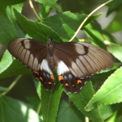 Papilio aegeus (Orchard Swallowtail, Large Citrus Butterfly) at Aranda, ACT - 17 Feb 2016 by KMcCue