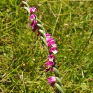 Spiranthes australis at Paddys River, ACT - 16 Jan 2018