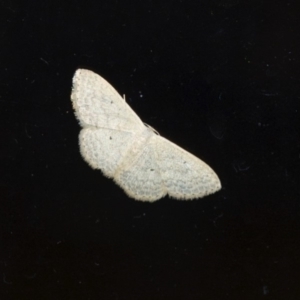 Scopula (genus) at Aranda, ACT - 6 Mar 2012 02:05 PM