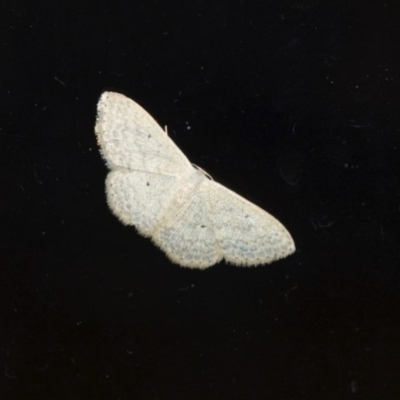 Scopula (genus) (A wave moth) at Aranda, ACT - 6 Mar 2012 by KMcCue