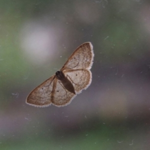 Scopula (genus) at Aranda, ACT - 6 Mar 2012 02:05 PM