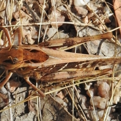 Gastrimargus musicus (Yellow-winged Locust or Grasshopper) at Paddys River, ACT - 15 Jan 2018 by JohnBundock