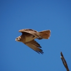 Falco berigora (Brown Falcon) at Rendezvous Creek, ACT - 10 Sep 2016 by KMcCue