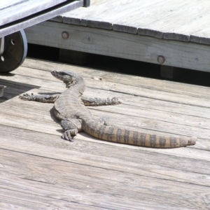 Varanus rosenbergi at Bywong, NSW - suppressed