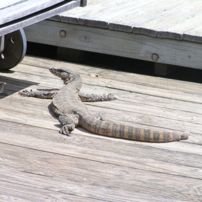 Varanus rosenbergi (Heath or Rosenberg's Monitor) at Bywong, NSW - 10 Oct 2015 by davidmcdonald