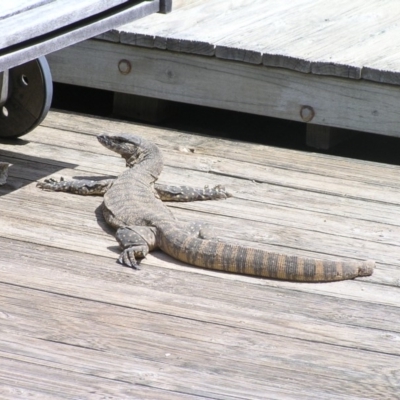 Varanus rosenbergi (Heath or Rosenberg's Monitor) at Bywong, NSW - 9 Oct 2015 by davidmcdonald