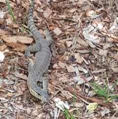 Varanus rosenbergi (Heath or Rosenberg's Monitor) at Bywong, NSW - 14 Jan 2018 by davidmcdonald