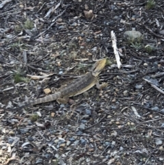 Pogona barbata (Eastern Bearded Dragon) at Canberra Central, ACT - 16 Jan 2018 by AaronClausen