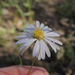 Brachyscome rigidula (Hairy Cut-leaf Daisy) at Conder, ACT - 30 Dec 2017 by MichaelBedingfield