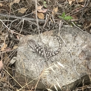 Amphibolurus muricatus at Stromlo, ACT - 15 Jan 2018 12:06 PM