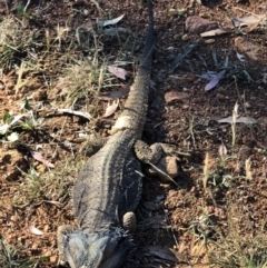 Pogona barbata (Eastern Bearded Dragon) at Mount Ainslie - 16 Jan 2018 by AaronClausen