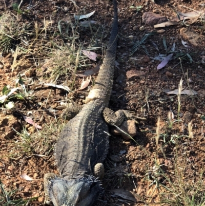 Pogona barbata (Eastern Bearded Dragon) at Ainslie, ACT - 16 Jan 2018 by AaronClausen