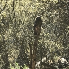 Ninox boobook (Southern Boobook) at Kowen, ACT - 16 Jan 2018 by Simmo