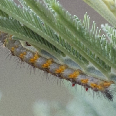 Acyphas semiochrea (Omnivorous Tussock Moth) at Coree, ACT - 15 Jan 2018 by JudithRoach