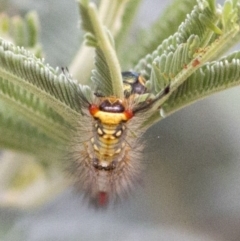 Acyphas semiochrea at Coree, ACT - 15 Jan 2018 07:21 AM