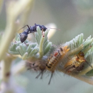 Orgyia anartoides at Coree, ACT - 15 Jan 2018 07:36 AM