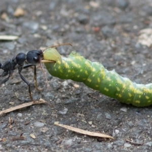 Myrmecia tarsata at Paddys River, ACT - 29 Dec 2017