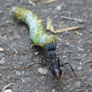 Myrmecia tarsata at Paddys River, ACT - 29 Dec 2017