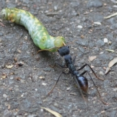 Capusa (genus) at Paddys River, ACT - 29 Dec 2017