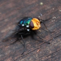 Rutilia (Ameniamima) sp. (genus & subgenus) (A Bristle fly) at Aranda, ACT - 28 Jan 2015 by KMcCue