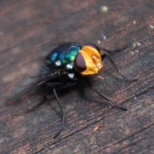 Rutilia (Ameniamima) sp. (genus & subgenus) at Aranda, ACT - 28 Jan 2015