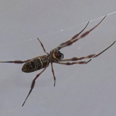 Trichonephila edulis (Golden orb weaver) at Belconnen, ACT - 18 Feb 2015 by KMcCue