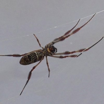 Trichonephila edulis (Golden orb weaver) at Belconnen, ACT - 18 Feb 2015 by KMcCue