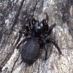 Missulena sp. (genus) (Mouse spider) at Mount Clear, ACT - 25 Oct 2014 by KMcCue