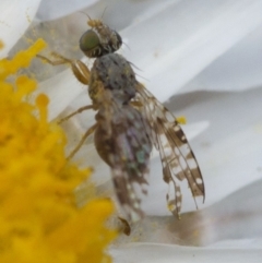 Tephritidae sp. (family) at Cotter River, ACT - 21 Dec 2017