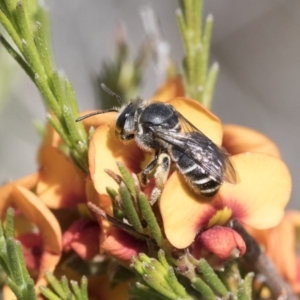 Lipotriches sp. (genus) at Michelago, NSW - 12 Nov 2017